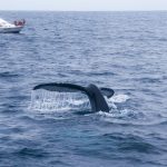 Ballenas jorobadas en costas de Ecuador