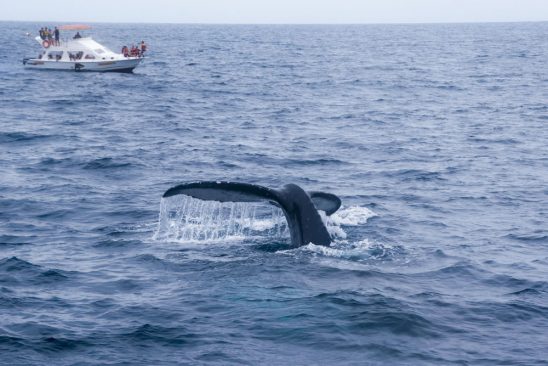 Ballenas jorobadas en costas de Ecuador