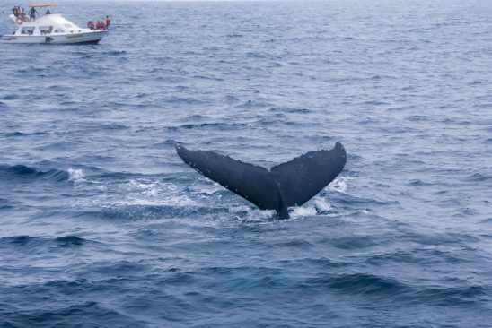 Ballenas jorobadas en costas de Ecuador stockipic