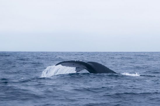 Ballenas jorobadas en costas de Ecuador stockipic