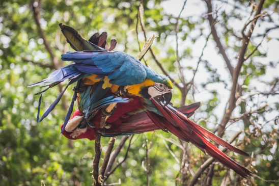 Papagayos en Parque Histórico Guayaquil