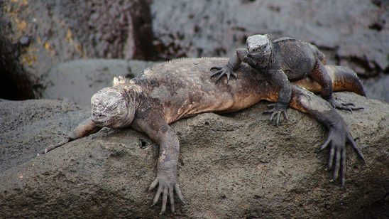 Galapagos : Iguanas Stockipic