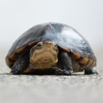 Tortuga Feliz | Happy Turtle Stockipic