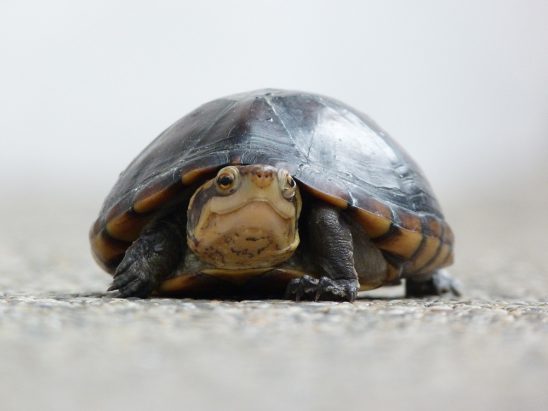 Tortuga Feliz | Happy Turtle Stockipic