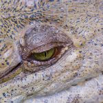 Ojo de Caiman | Alligator Eye stockipic