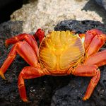 Galapagos : Zayapa | Crab Stockipic