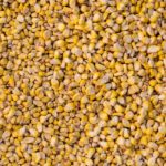 Detalle de mazorca de maíz y granos de maíz