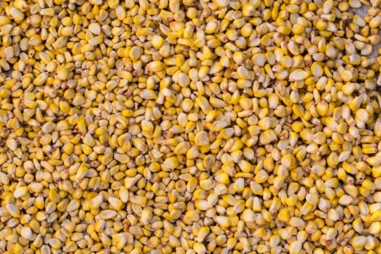Detalle de mazorca de maíz y granos de maíz