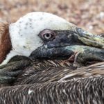 pelicano herido galapagos stockipic
