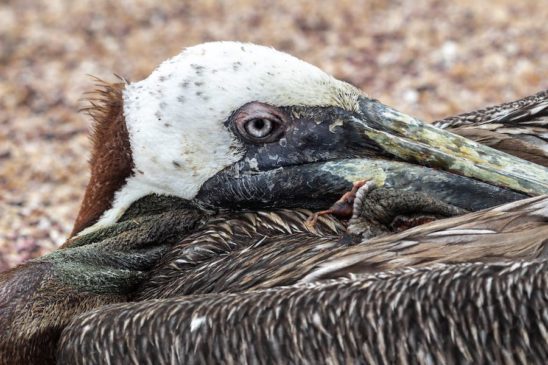 pelicano herido galapagos stockipic