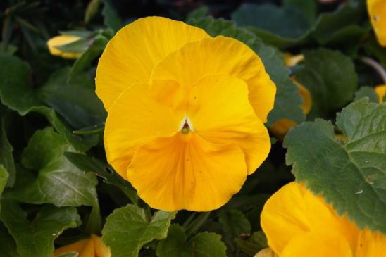 flor-amarilla stockipic