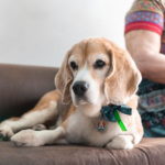 perro beagle sofa elegante stockipic compra vende
