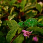 salamandra lagartija verde hojas fauna ecuador compra vende fotos stock stockipic